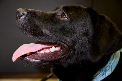 Side profile of Barklee, a black-lab resource dog
