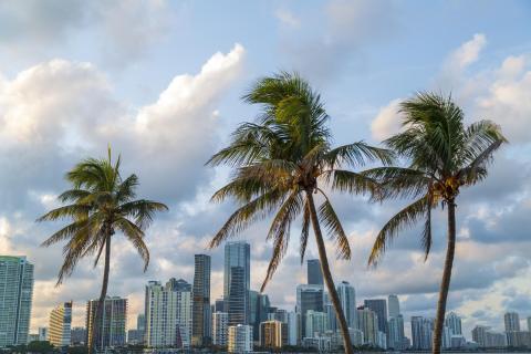 Palm trees in front of the Miami skyline
